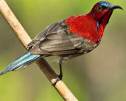 If you are an admirer of greenery and natural beauty then you must visit the place. You can see thousands of birds which are the beautiful creations o